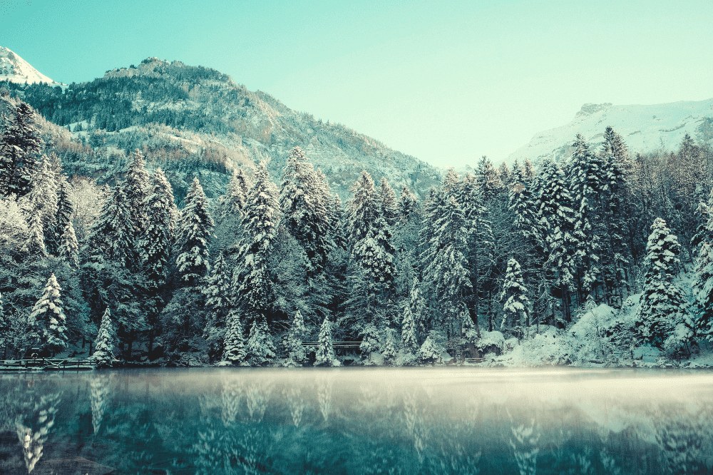snow covered pine trees next to a frosty lake in the winter