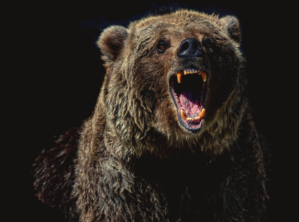 brown bear with its mouth open roaring and showing teeth