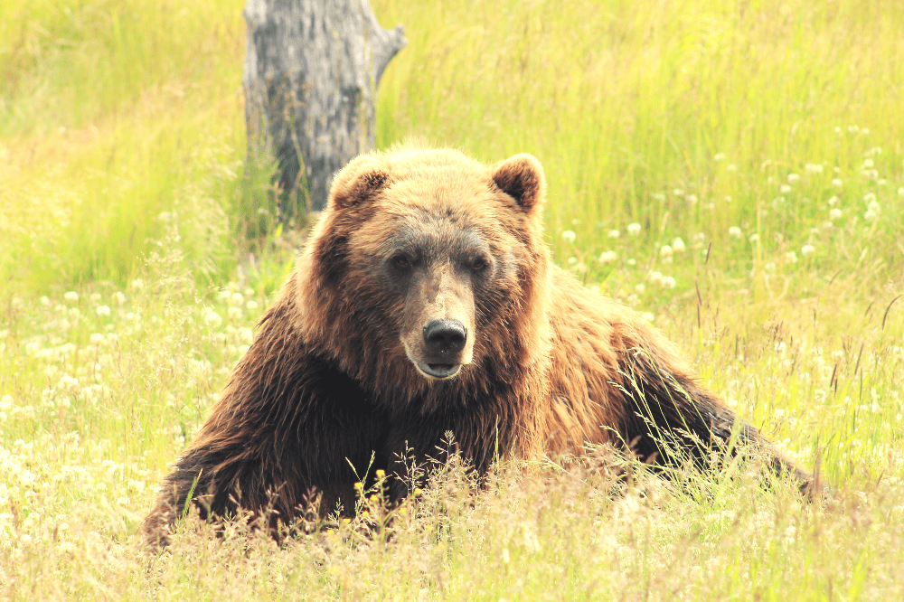 bear lying down on the ground