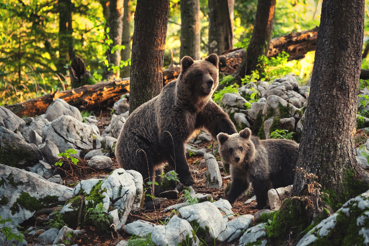mother bear and her cub