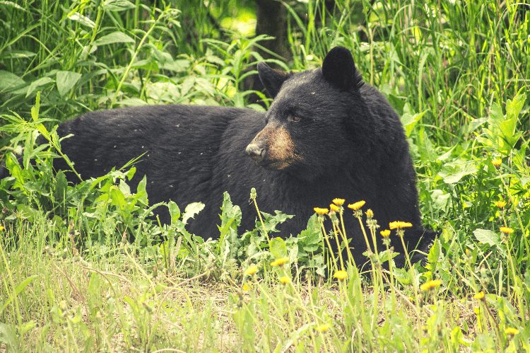 black bear lying down