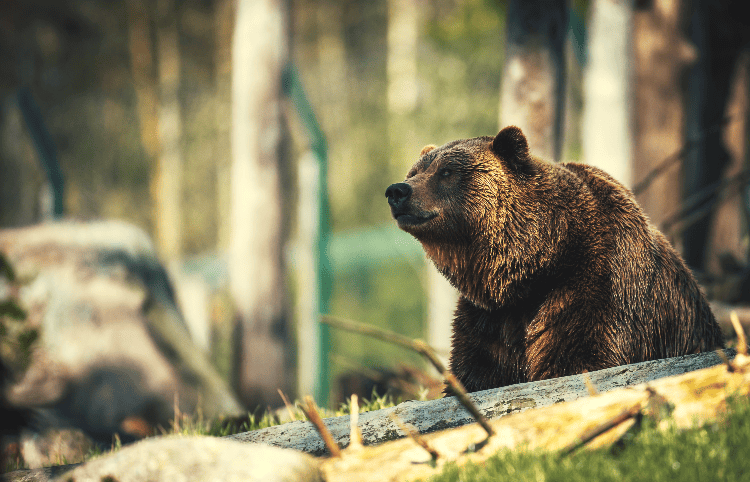grizzly bear lying down