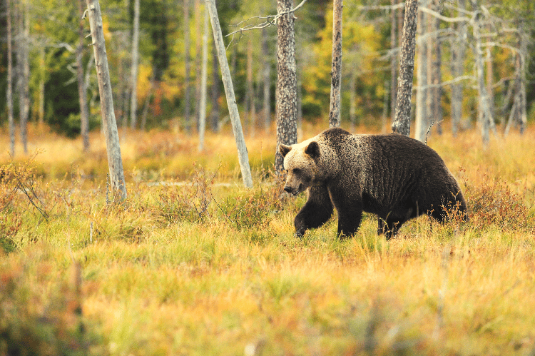 bear walking in the woods