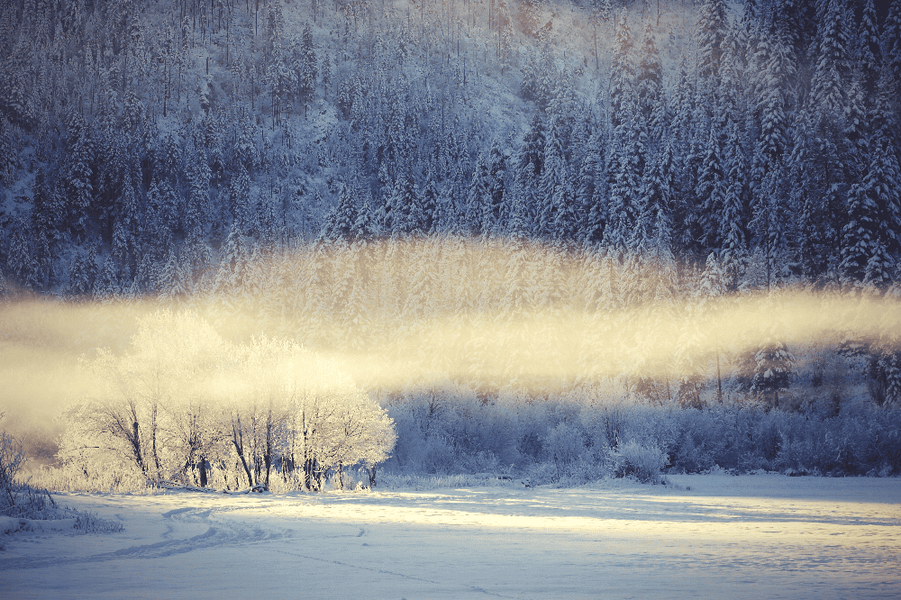 wind blowing in a winter forest