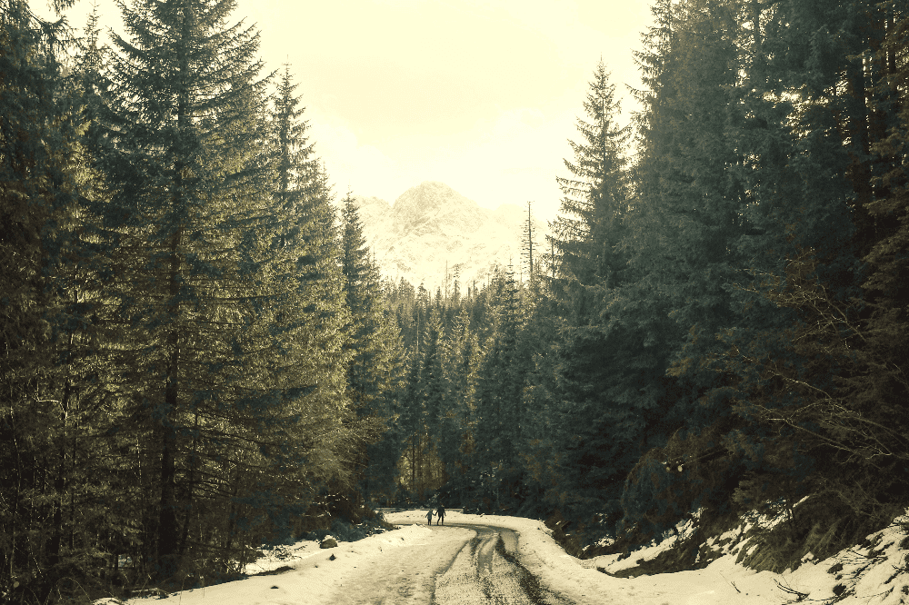 winter forest road