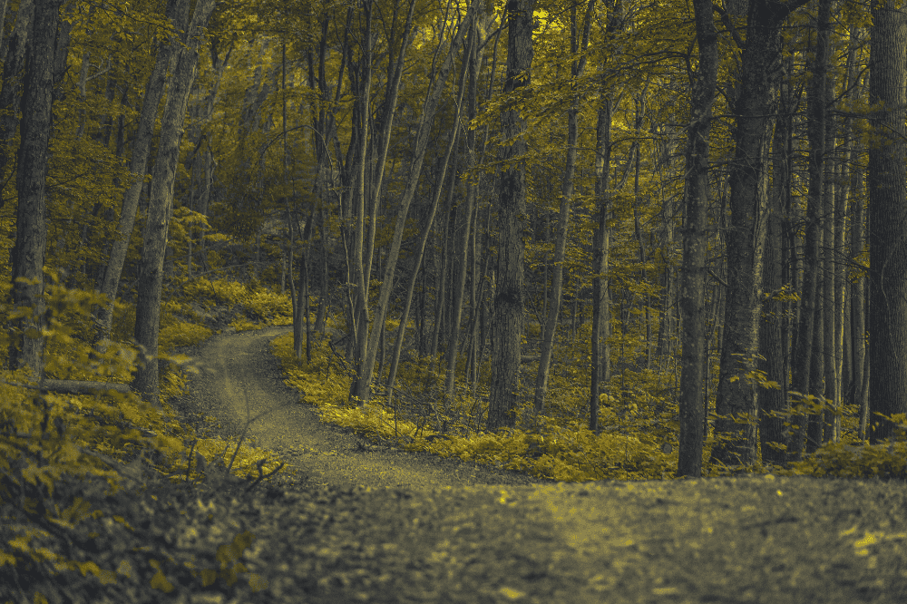 forest trail in connecticut
