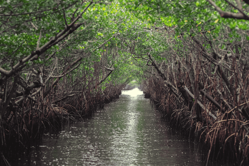 everglades in florida