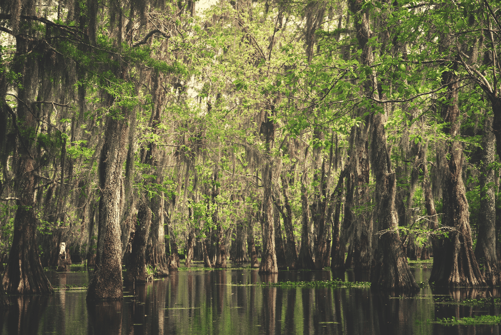 lake martin levee trail