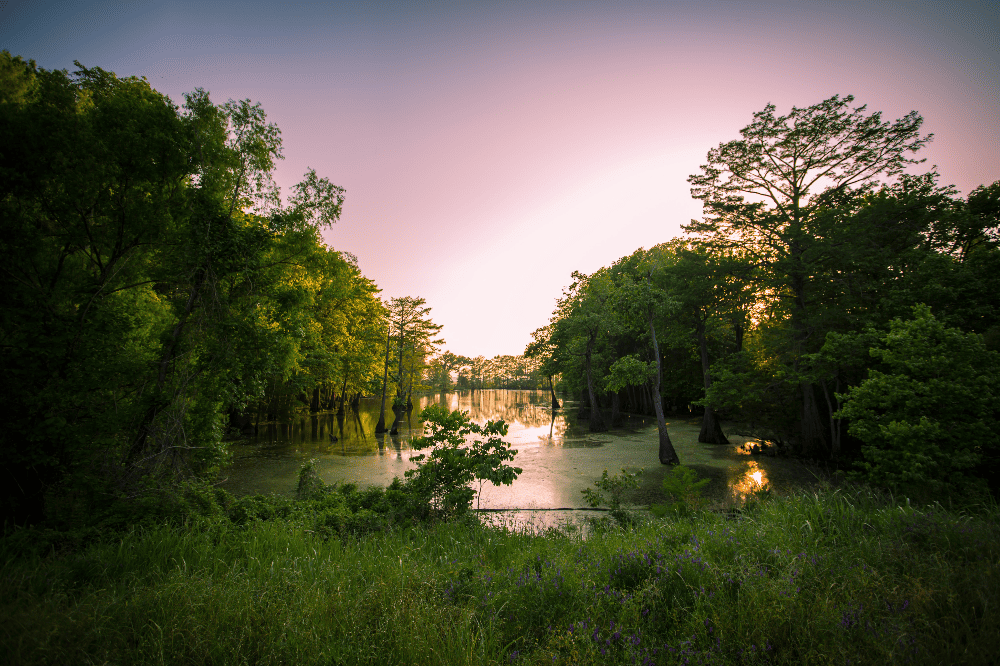 swamp in mississippi