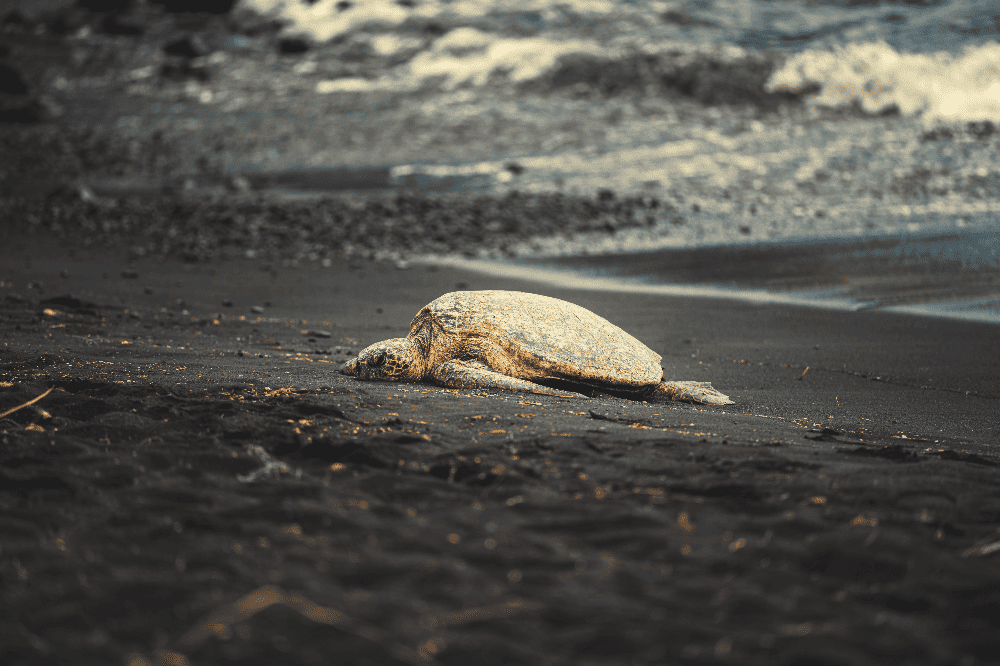 turtle lying down on a black sand beach