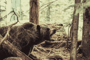 bear roaring in the forest