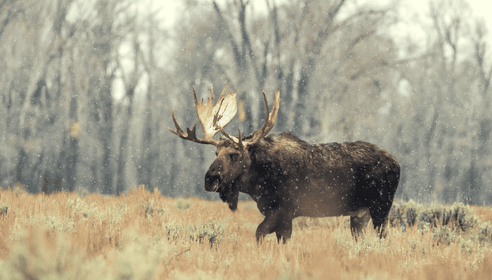 moose standing in the forest in wyoming during the winter