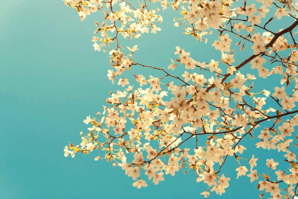 cherry blossoms blooming in japan