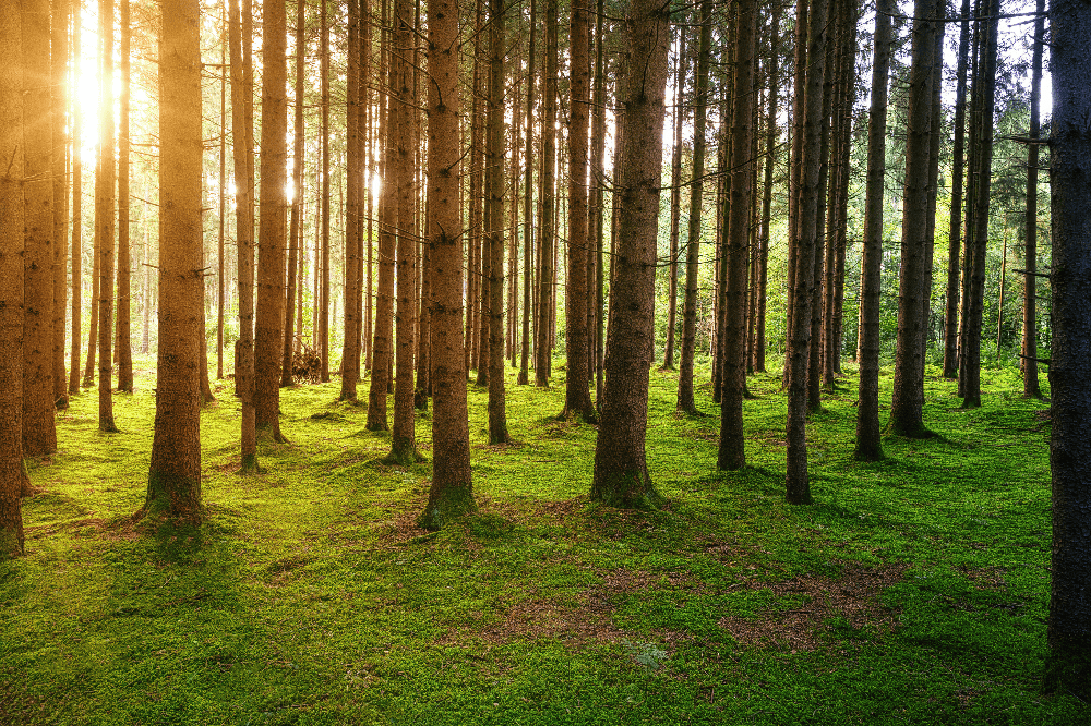 pine trees next to each other in a forest at sunset