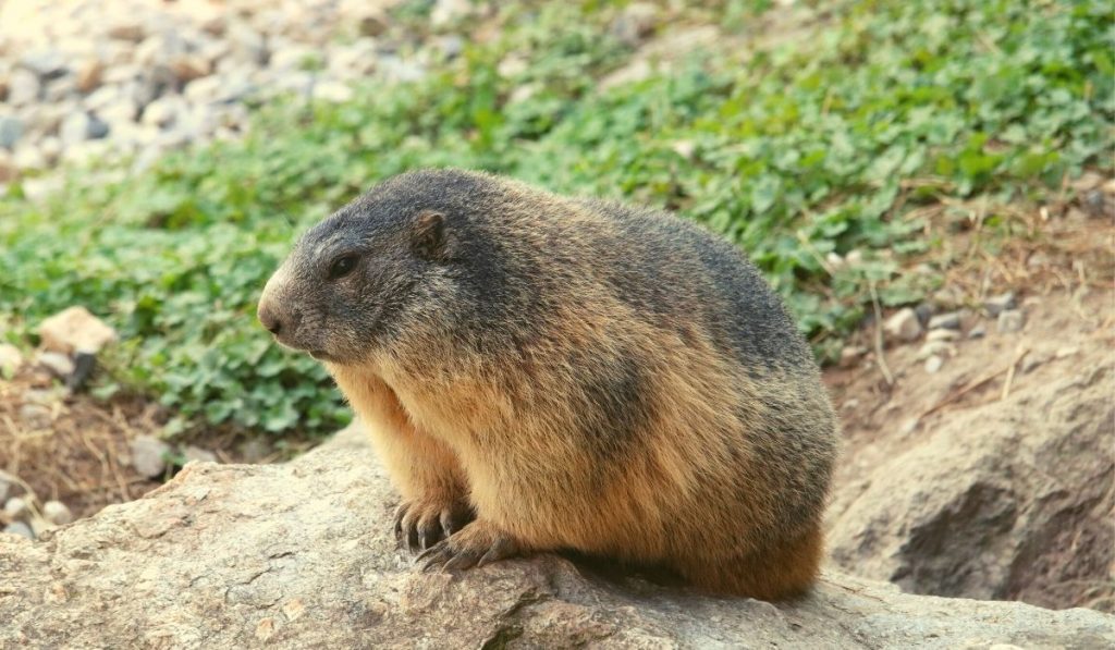 a marmot sitting on a rock