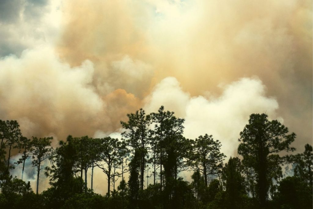smoke rising up from behind a line of trees