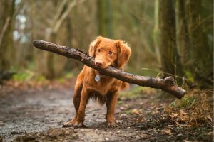 small brown dog holding a branch in his mouth while on a trail