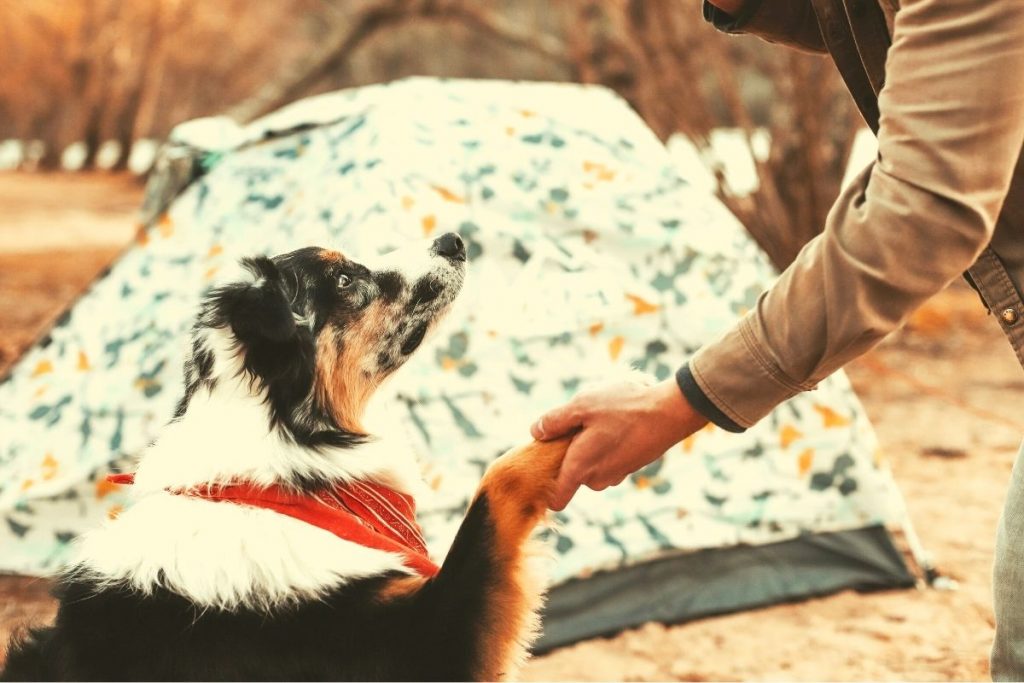 dog shaking hands with a human in front of a tent
