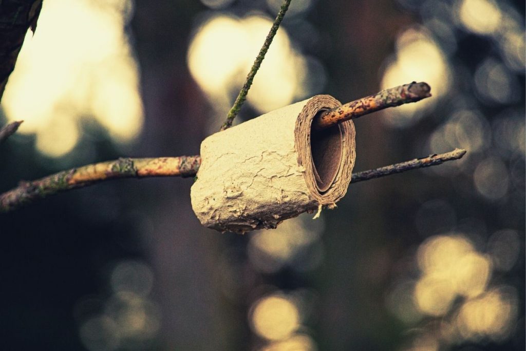 toilet paper hanging from a branch