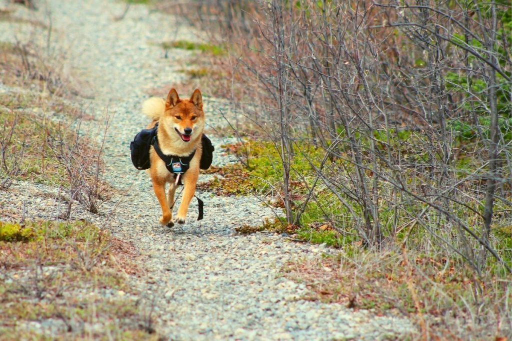 dog walking down a trail wearing a backpack