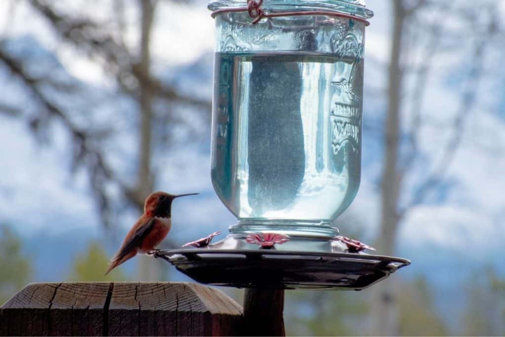 hummingbird on hummingbird feeder