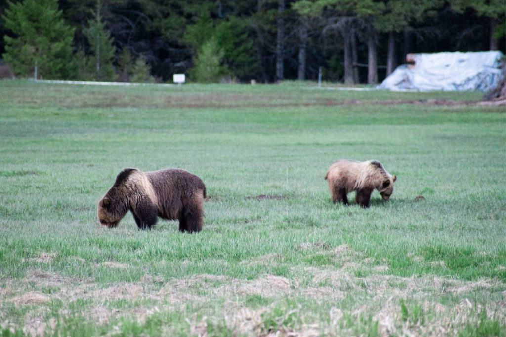 two brown bears grazing in a field