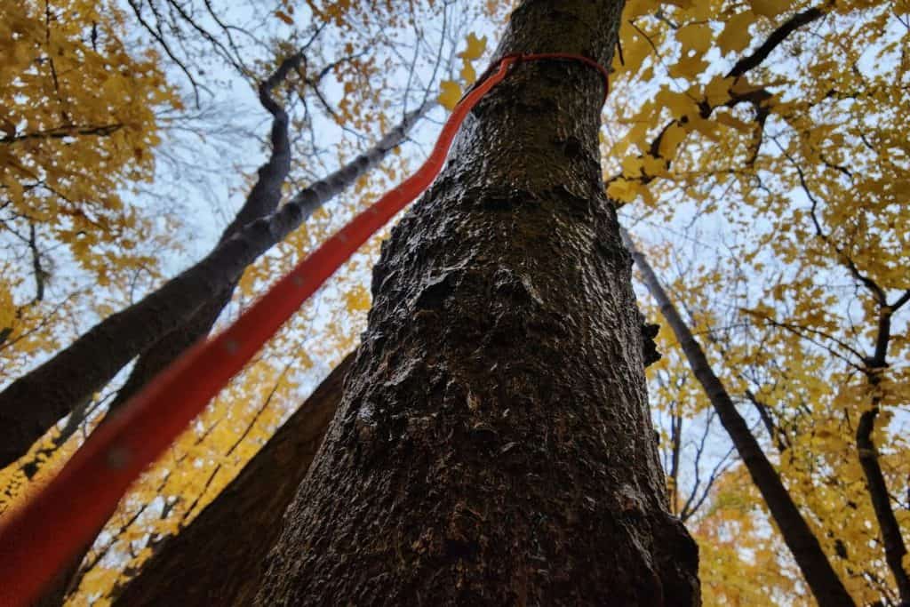 orange paracord hanging from a tree trunk