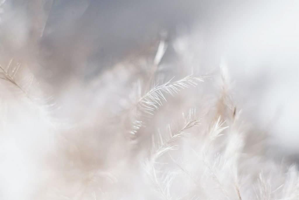 white feathers