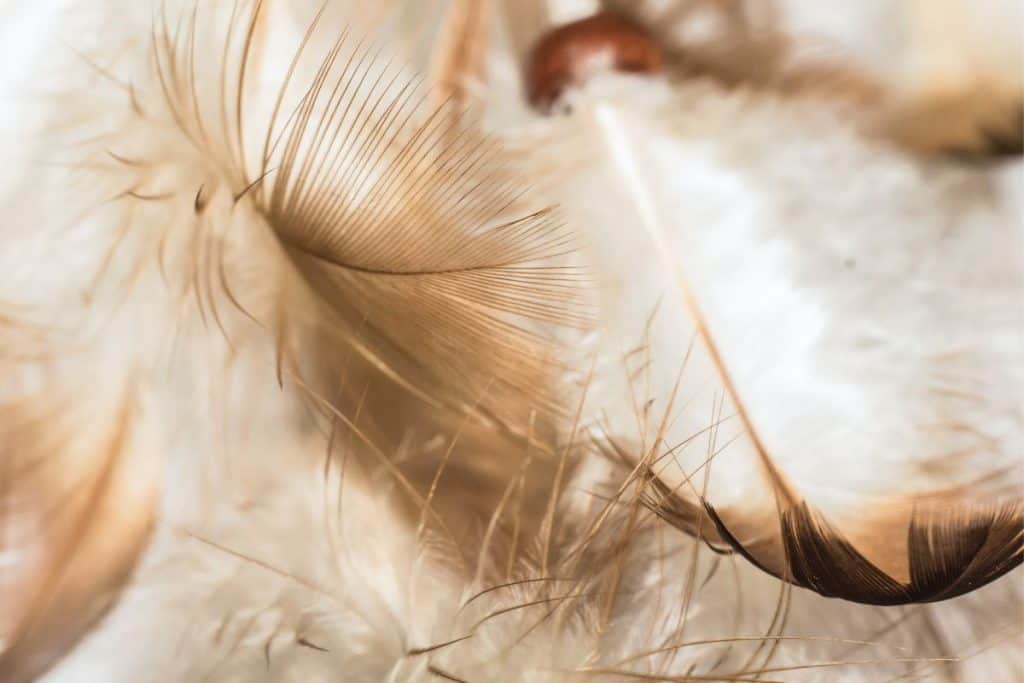 white and black feathers in the light
