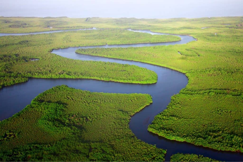 river flowing through a green forest