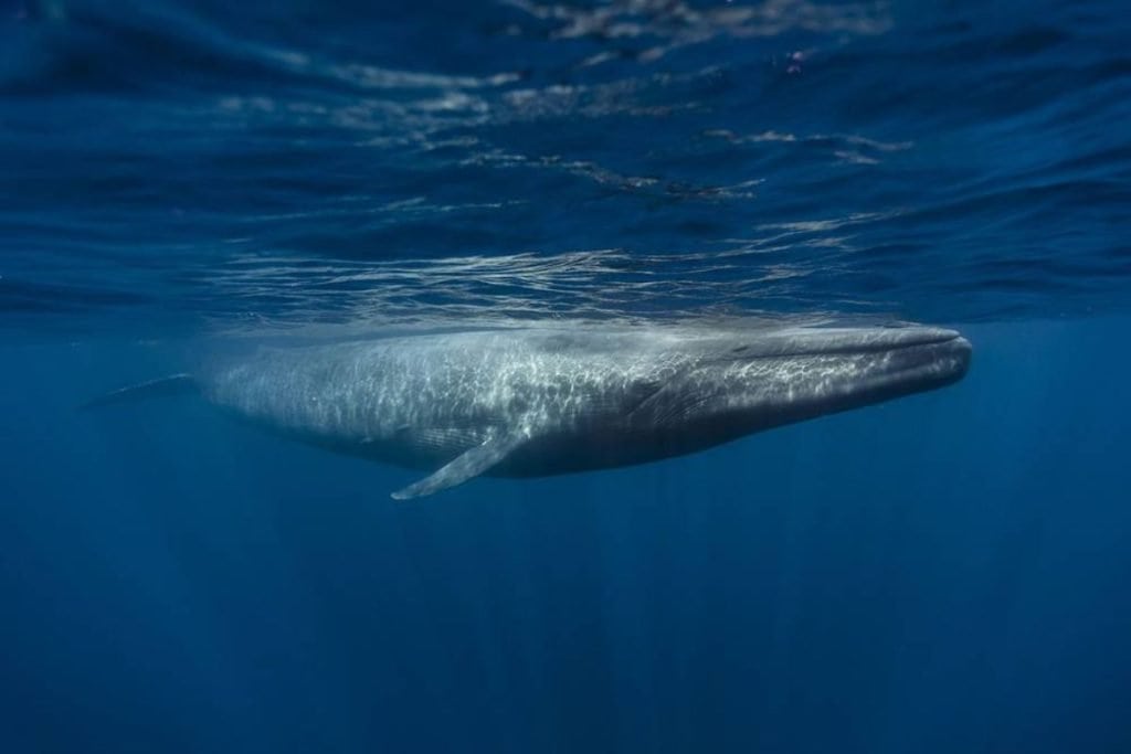 whale swimming through the ocean